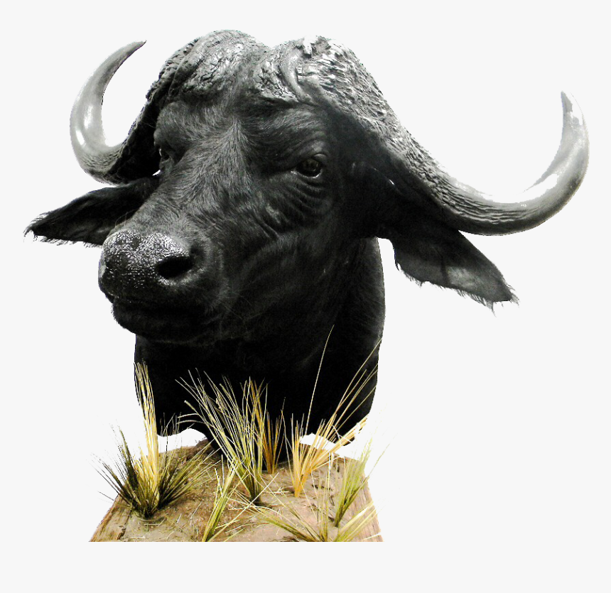 African Buffalo Png Download - Bull, Transparent Png, Free Download