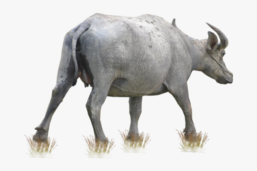 Cattle Water Buffalo - Free Buffalo Png, Transparent Png, Free Download