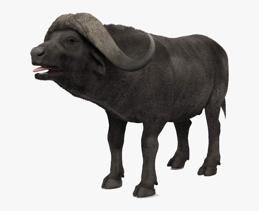 African Buffalo Png Images Download - Portable Network Graphics, Transparent Png, Free Download