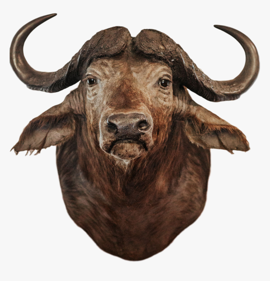 Bull, HD Png Download, Free Download