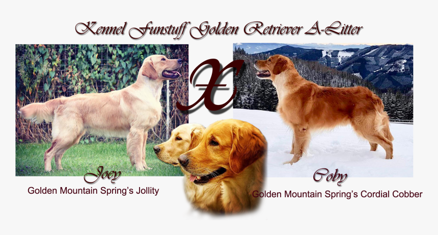 Golden Retriever, HD Png Download, Free Download