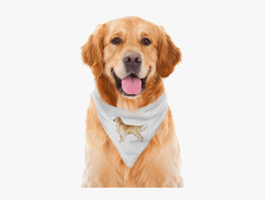 Golden Retriever Png Download Image - Dog Bandana, Transparent Png, Free Download