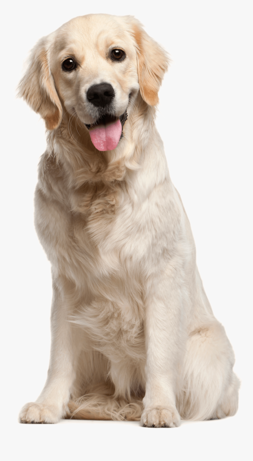 Labrador Retriever Png - Golden Retriever, Transparent Png, Free Download
