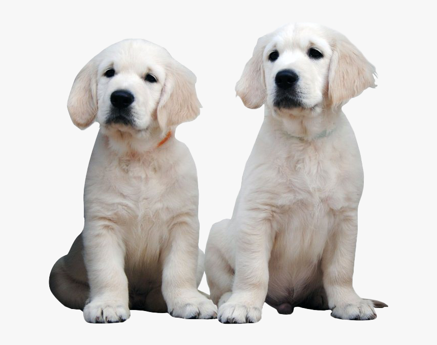 Labrador Retriever, HD Png Download, Free Download