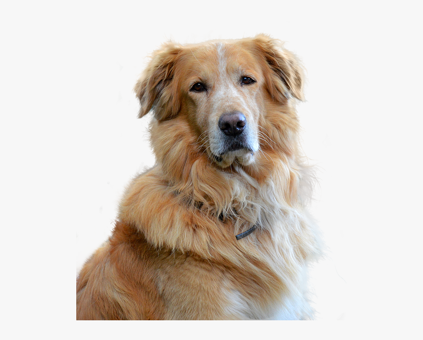 Golden Retriever, Isolated, Dog, Pet, Animal Portrait - Cbd Oil Vs Oil For Dogs, HD Png Download, Free Download