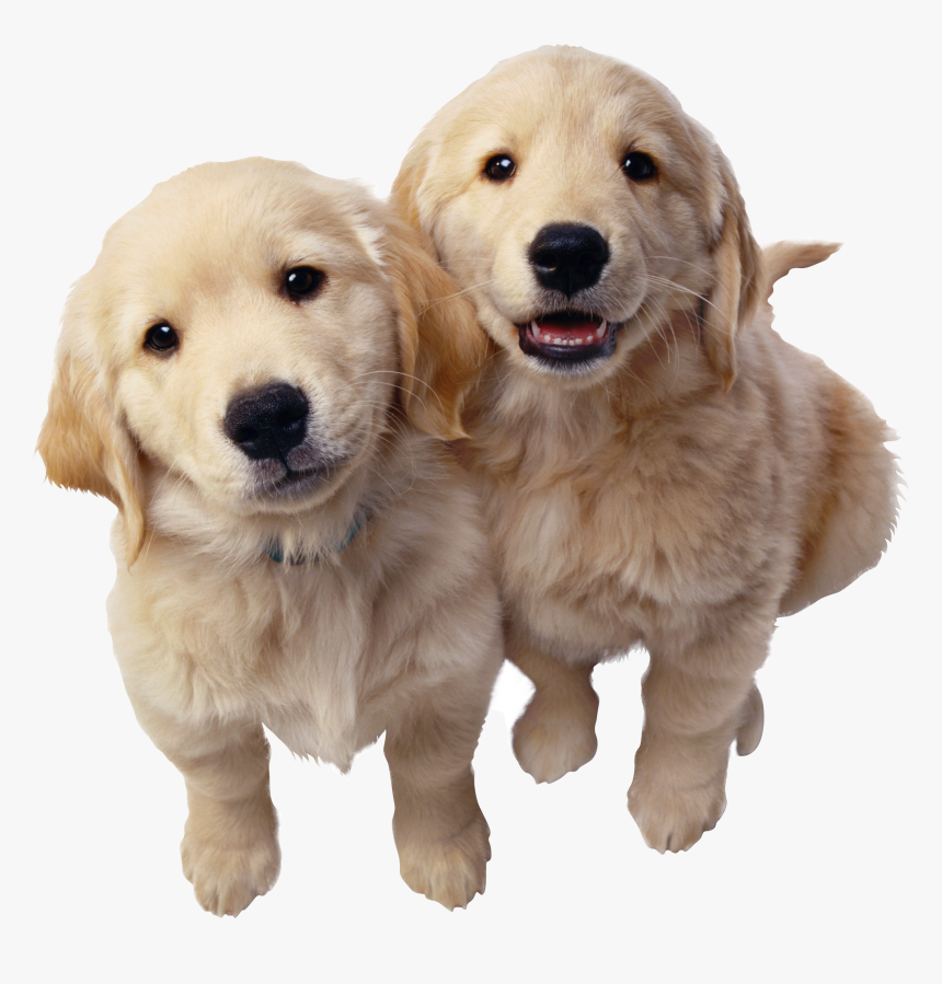 Labrador Retriever Png, Transparent Png, Free Download