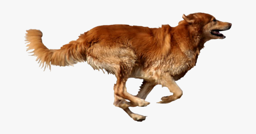 Breed,carnivore,sporting Group,golden Retriever,fur,aidi,nova - Dog Running Transparent Background, HD Png Download, Free Download