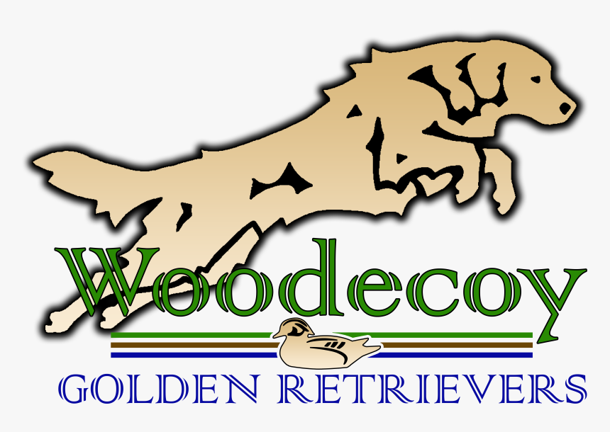 Danette Weich Dvm Obtained Her First Golden Retriever - Coliseu, HD Png Download, Free Download