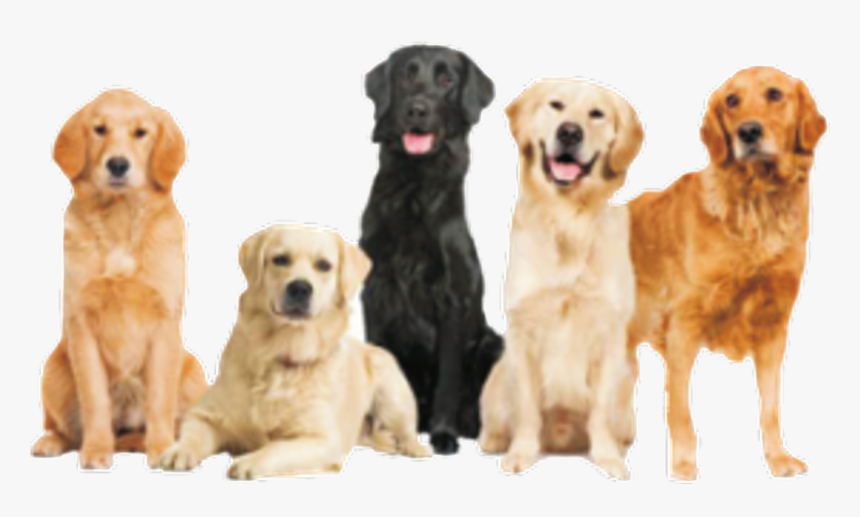 Labrador Retriever Png - Puppy 5 Month Golden Retriever, Transparent Png, Free Download