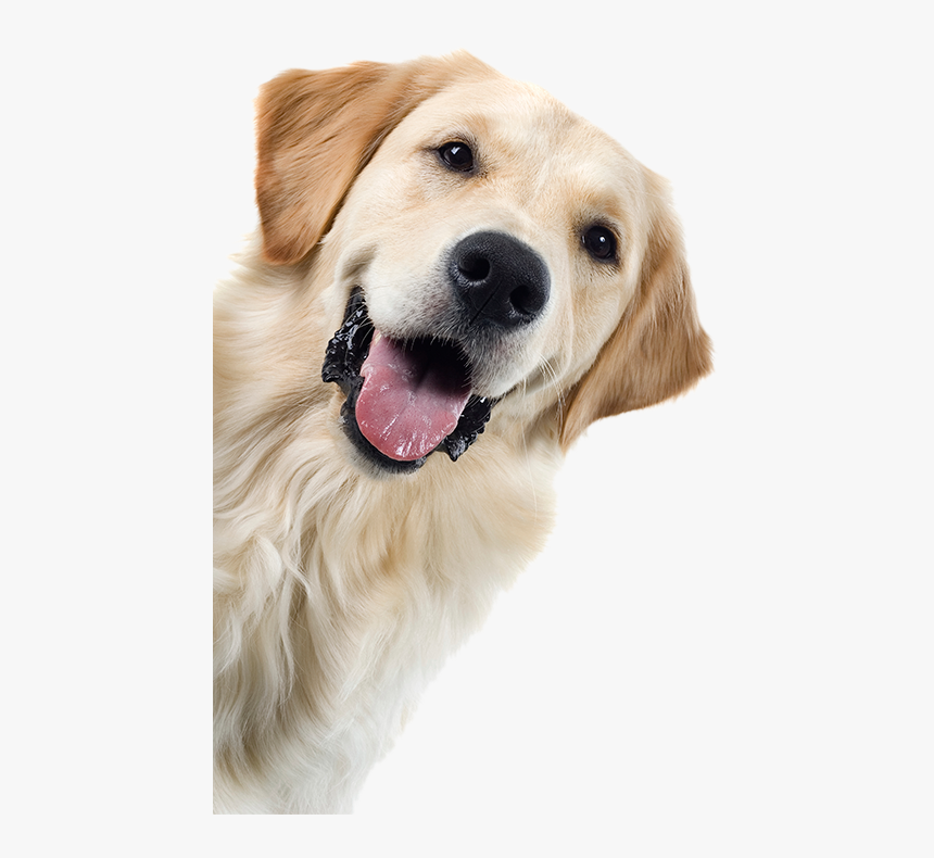 Happy Golden Retreiver - Happy Golden Retriever Png, Transparent Png, Free Download