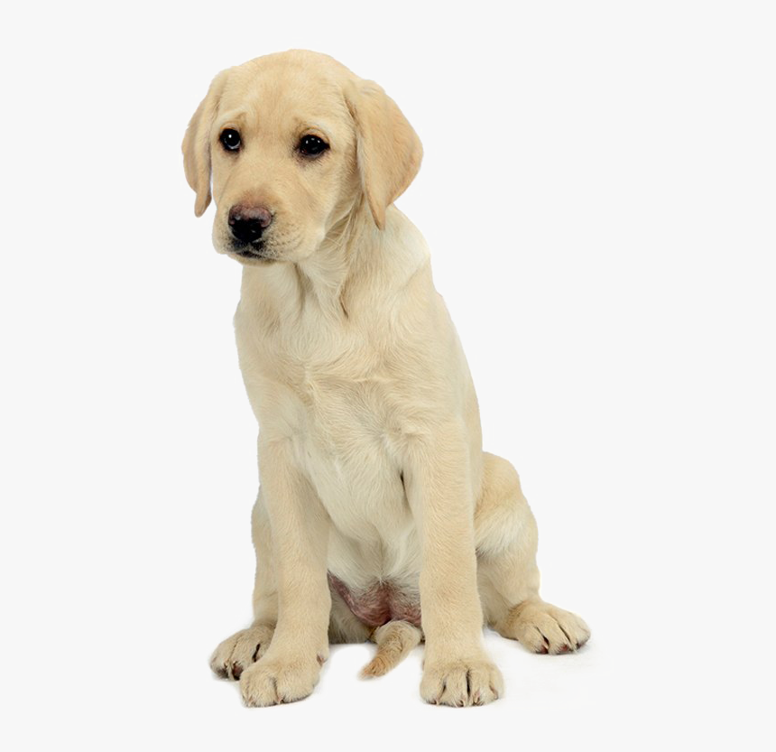 Labrador Retriever Png Free Download - Golden Retriever Puppy White Background, Transparent Png, Free Download