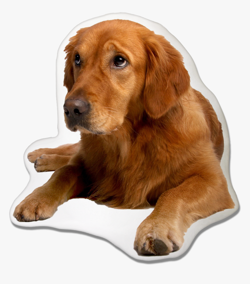 Golden Retriever Dog Pillow - German Shepherd Golden Retriever Siberian Husky, HD Png Download, Free Download