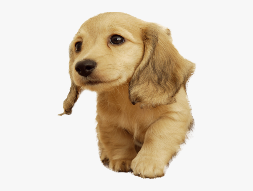 Golden Retriever Puppy Png - Cachorro De Orelhas Compridas, Transparent Png, Free Download