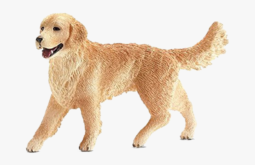 Medium Size Golden Retriever, HD Png Download, Free Download