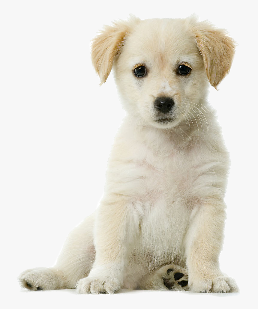 Golden Retriever Png Pic Background - Golden Retriever Puppy Png, Transparent Png, Free Download