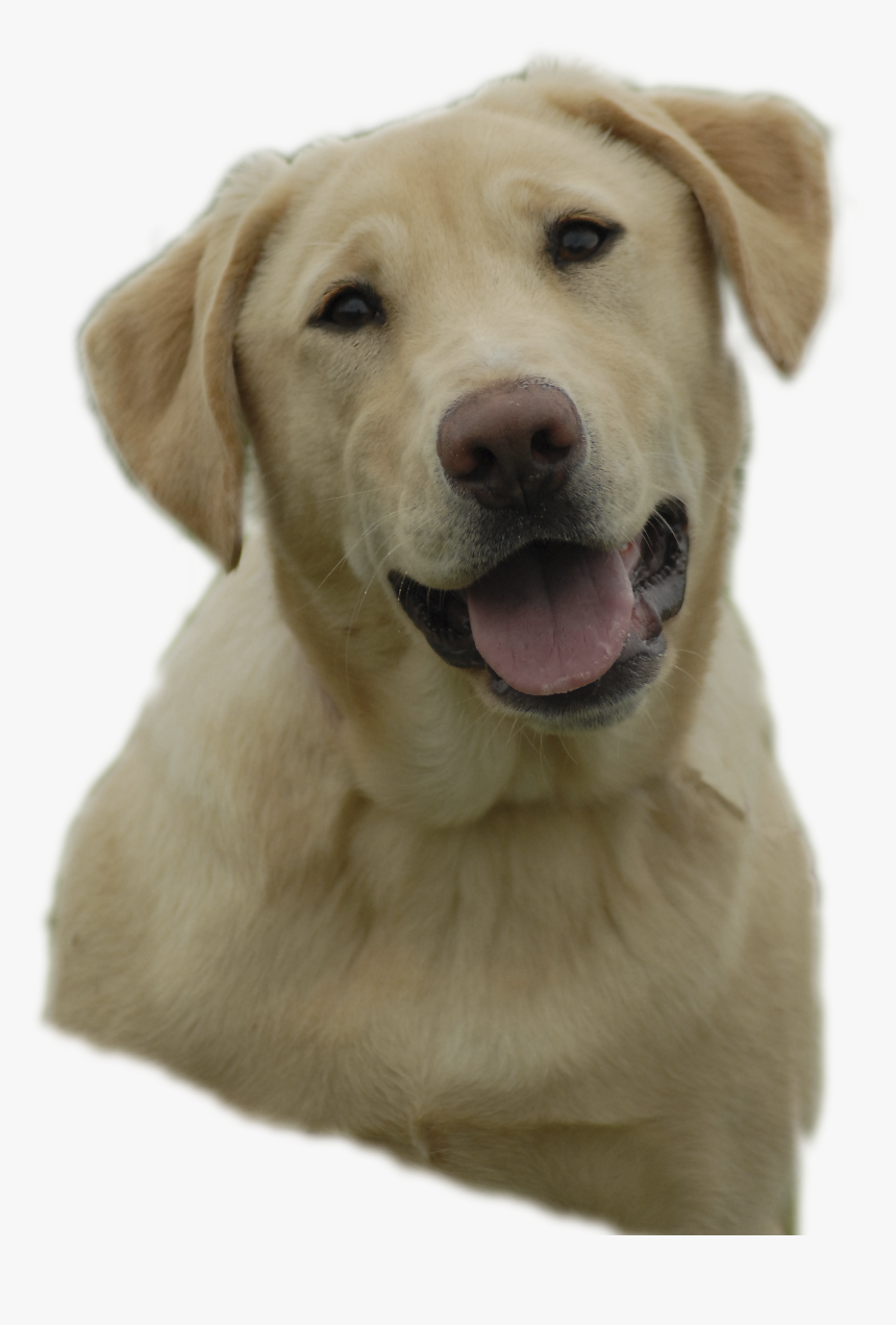 Labrador Retriever Png - Free Clipart Yellow Lab, Transparent Png, Free Download