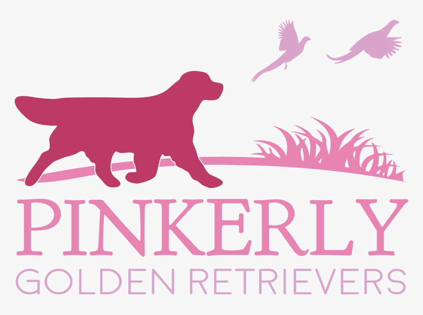 Transparent Golden Retriever Png, Png Download, Free Download