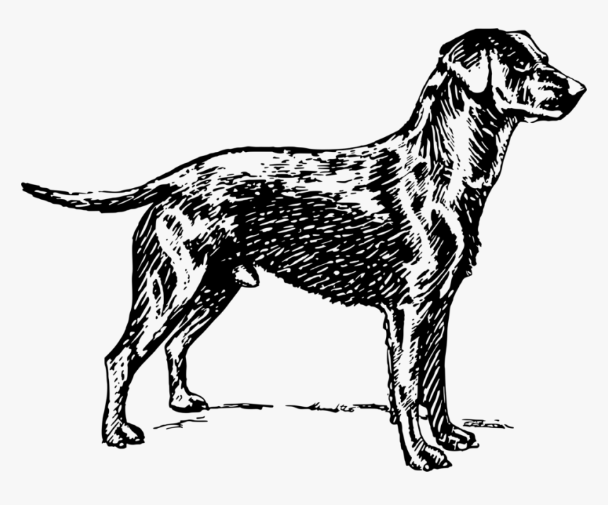 Labrador Sketch Png, Transparent Png, Free Download