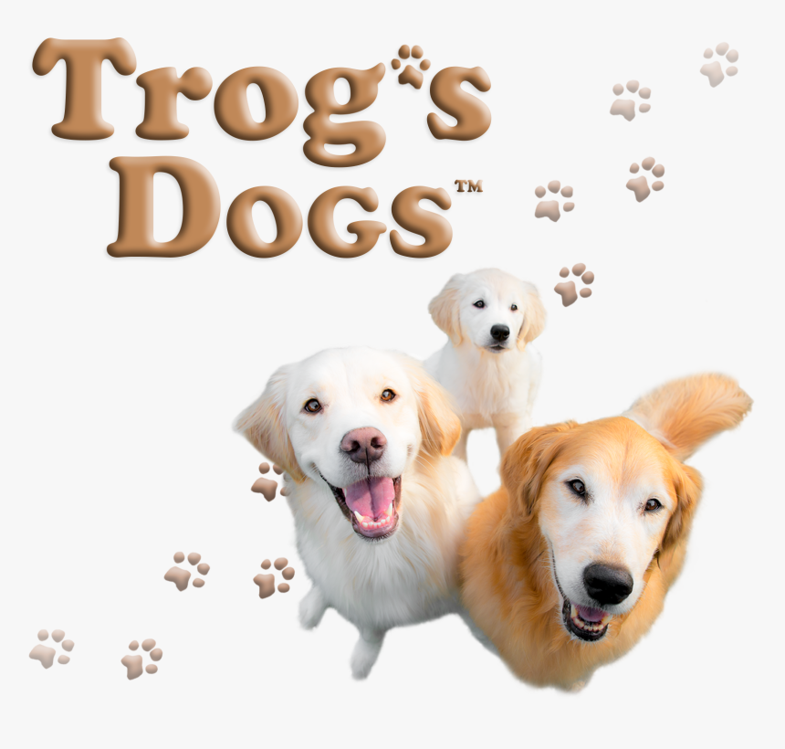 Labrador Retriever, HD Png Download, Free Download