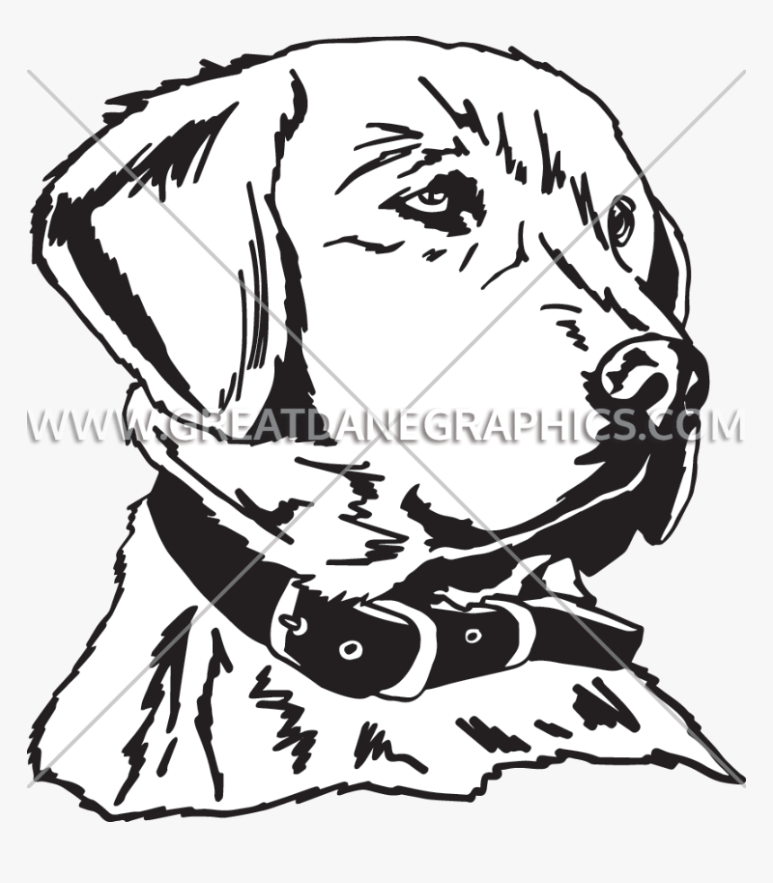 Production Ready Artwork For - Drawings Of Golden Retriever Heads, HD Png Download, Free Download