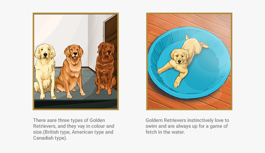 Golden - English Canadian And American Golden Retriever, HD Png Download, Free Download