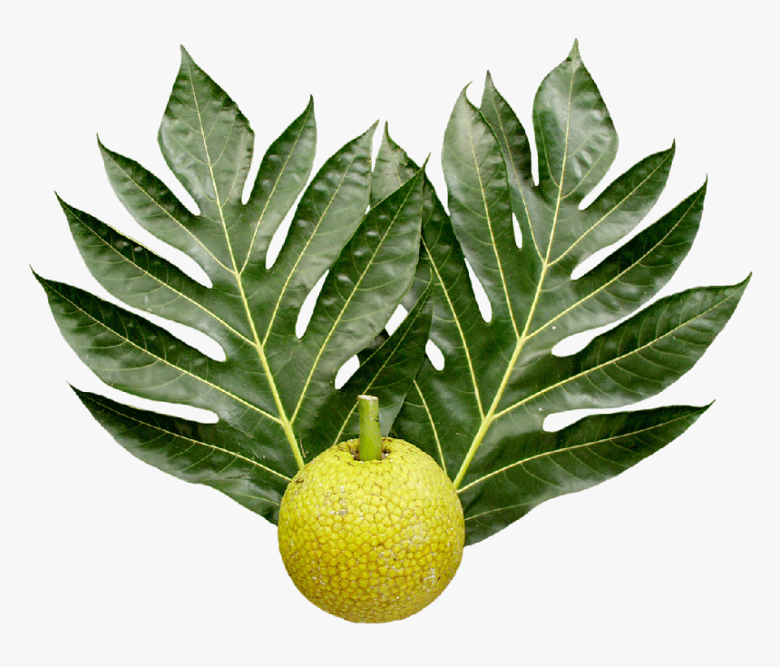 Breadfruit And Leaves - Breadfruit Tree Leaf, HD Png Download, Free Download