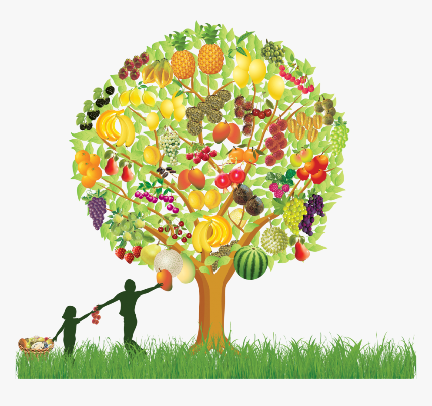 Fruit Tree , Png Download - Clipart Mango Fruit Trees, Transparent Png, Free Download
