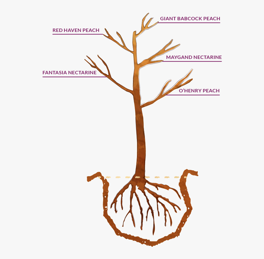 Your Fruit Tree Will Be Delivered In Its Dormant State - Illustration, HD Png Download, Free Download