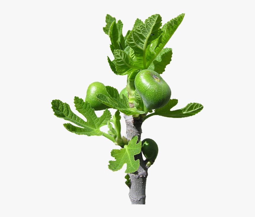 Fig, Buds, Fruit, Tree - Houseplant, HD Png Download, Free Download