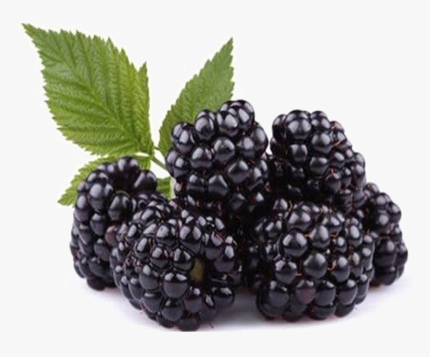 Fruit-tree - Fruit Blackberry, HD Png Download, Free Download