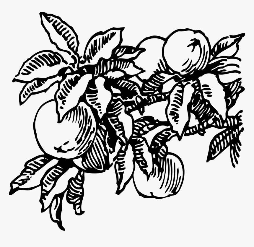 Peach Tree Black And White, HD Png Download, Free Download