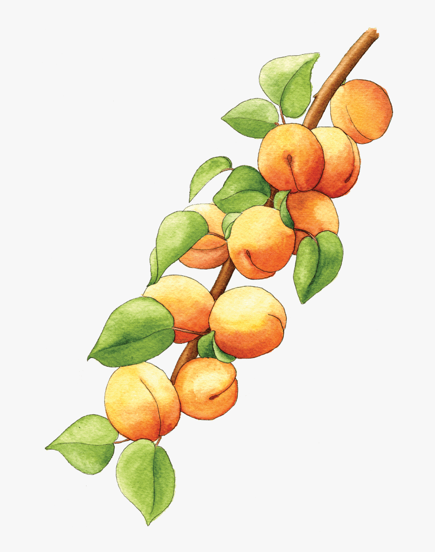 Illustration By Helen Krayenhoff - Apricot Branch Png, Transparent Png, Free Download