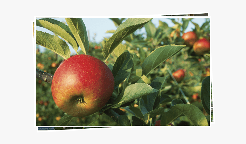 Fruit Trees - Producer Makes Its Own Food, HD Png Download, Free Download