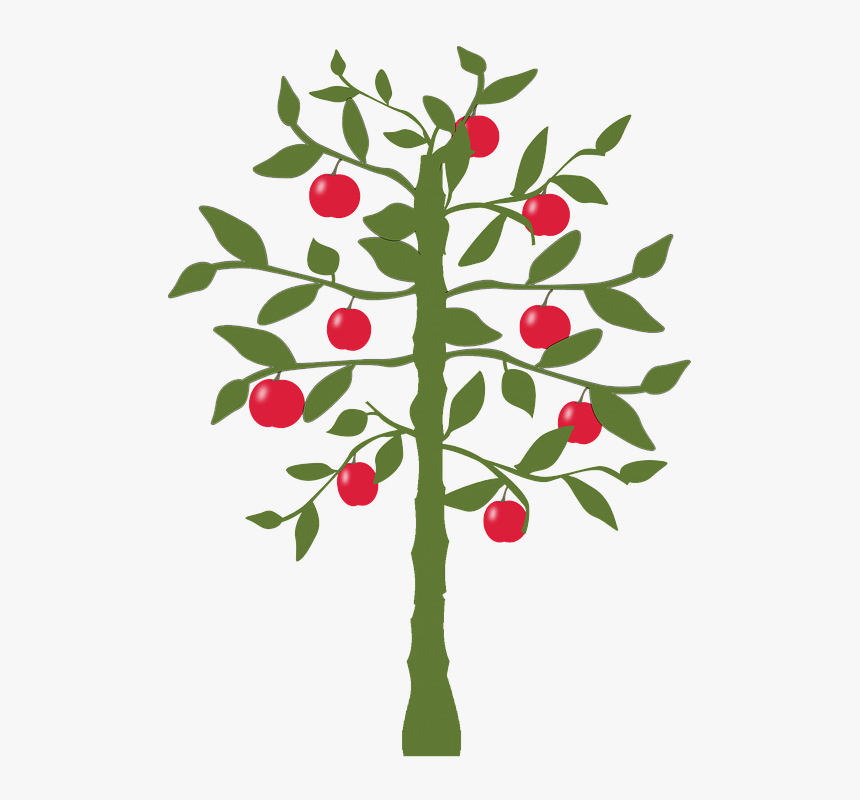 Apple Tree, Tree, Apple, Nature, Fruit, Green, Leaf - World's Fastest Indian Lemon Tree, HD Png Download, Free Download