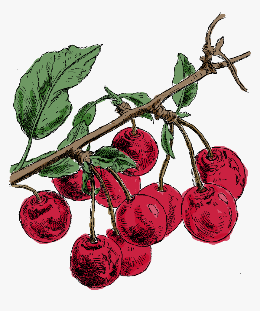 Cherry Tree Illustration Fruit Image - Japanese Camellia, HD Png Download, Free Download