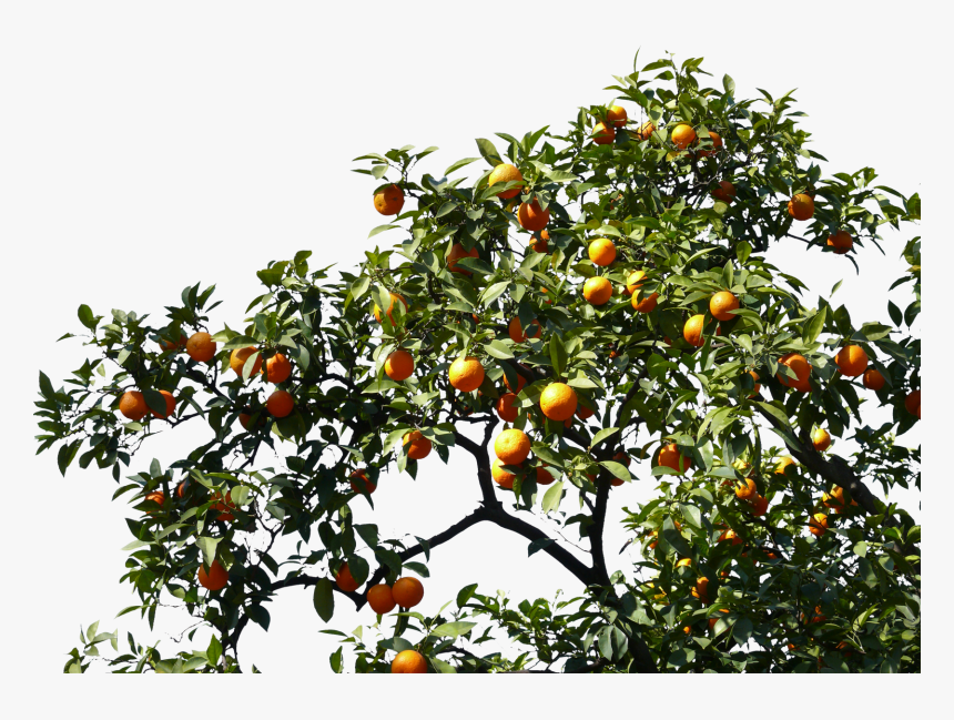 Transparent Orange Tree Png, Png Download, Free Download