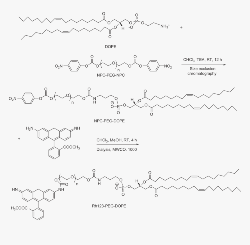 Document, HD Png Download, Free Download