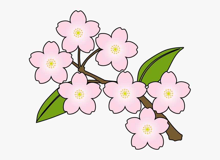 Cherry Blossoms Clipart - Cherry Blossom Flower Line Art, HD Png Download, Free Download