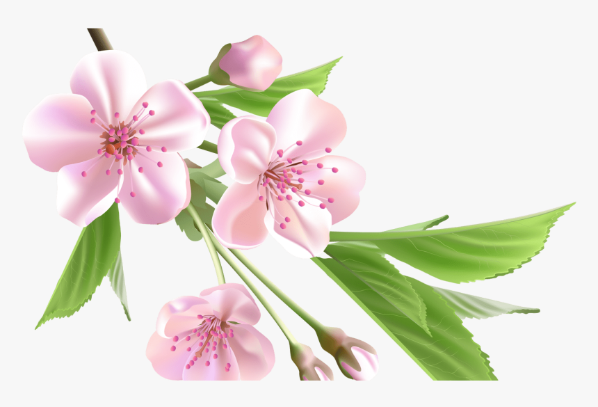 Sakura Flower Drawing Clip Art Library - Spring Flowers Png, Transparent Png, Free Download