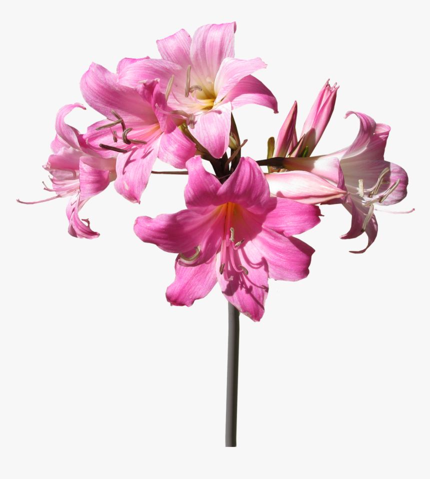 Belladonna, Lily, Flower, Stem, Summer - Flower With Stem Png, Transparent Png, Free Download