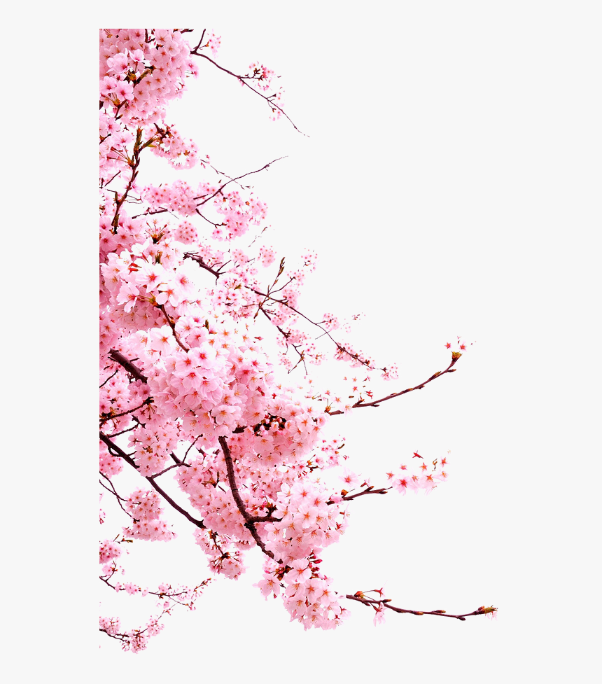 Bunga Png Japanese Cherry Blossom Png - Cherry Blossoms Transparent Background, Png Download, Free Download