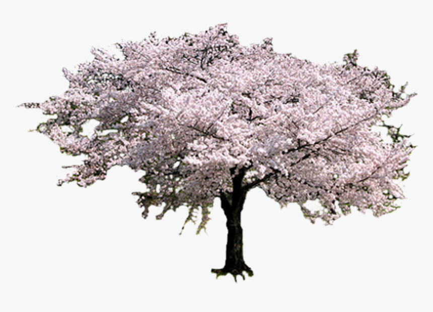 Sakura Tree , Png Download - Sakura Tree, Transparent Png, Free Download