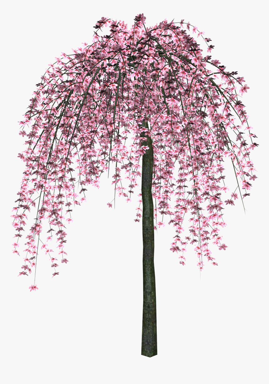 Sakura Png - Розовое Дерево Пнг, Transparent Png, Free Download