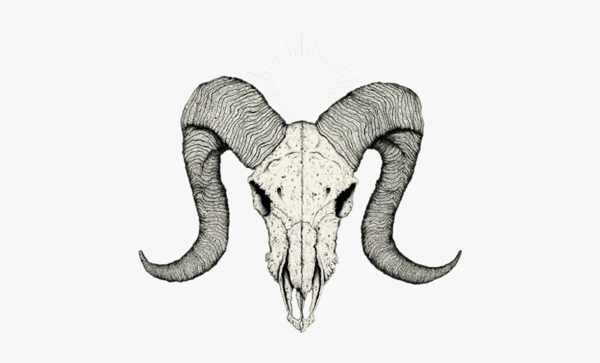 Skull Tattoo Drawing Sketch - Ram Skull Drawing, HD Png Download, Free Download