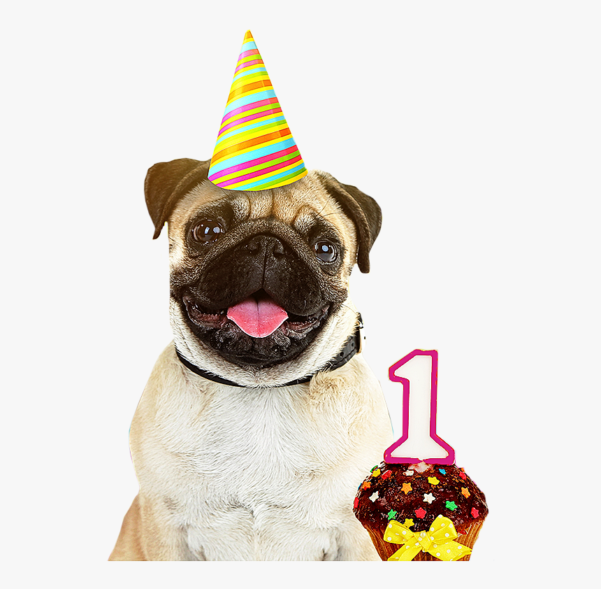 Dog Birthday Photoshoot Ideas, HD Png Download, Free Download