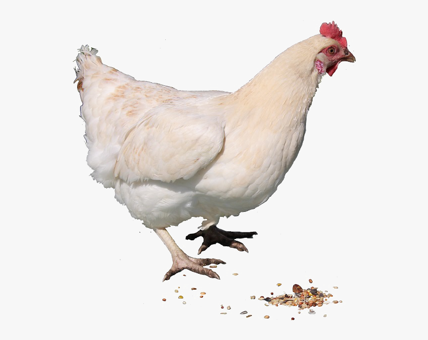 Hen Free Png Image - Hen Png, Transparent Png, Free Download