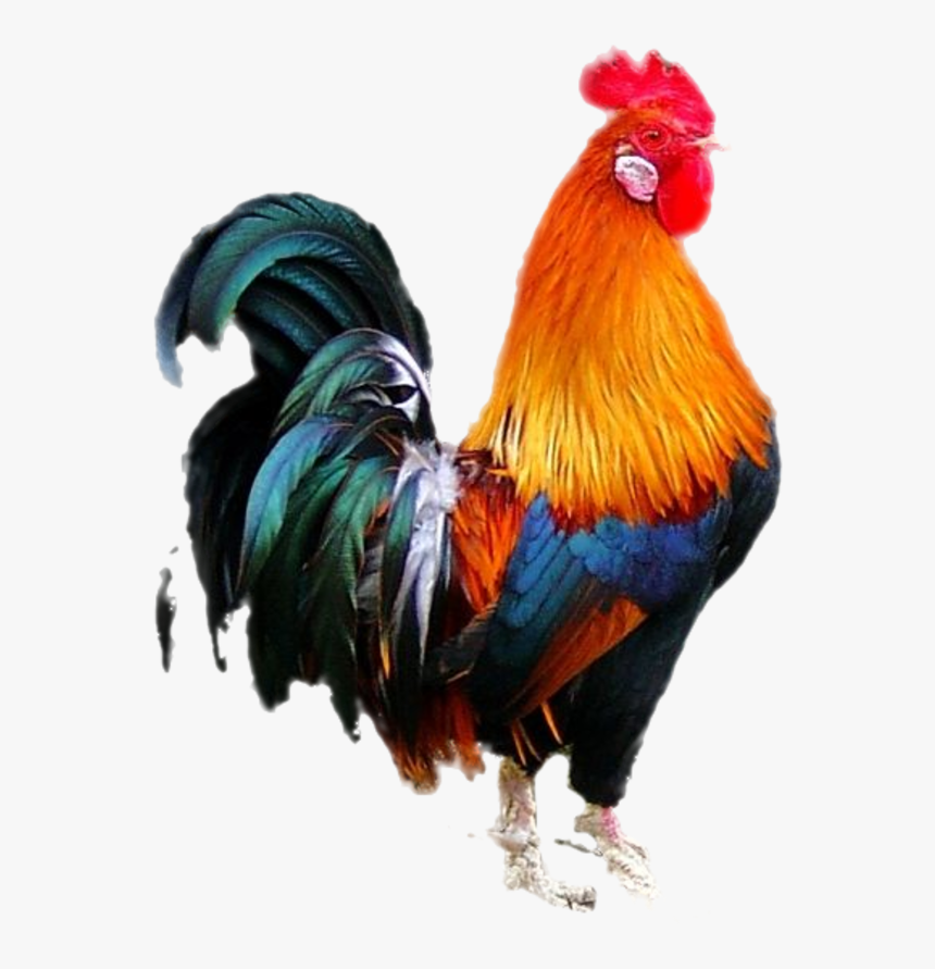 Cock Png, Transparent Png - kindpng