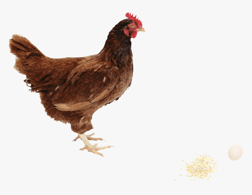 Chicken Clipart Hd Png Images - Rhode Island Red Png, Transparent Png, Free Download