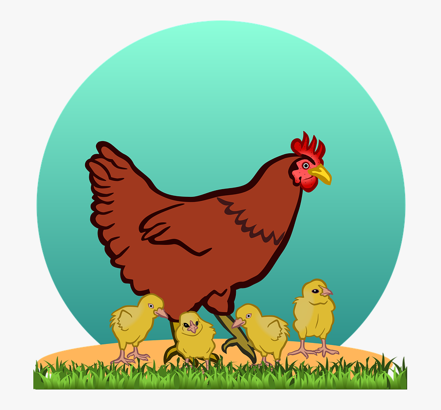 Hen, Hen With Chicks, Chicks, Chicken, Chickens, Chick - Chicken Clipart, HD Png Download, Free Download