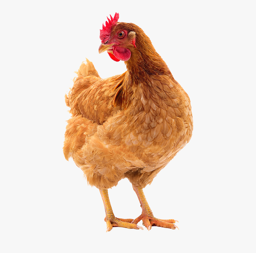 Egg Production - Hen Png With Egg, Transparent Png, Free Download